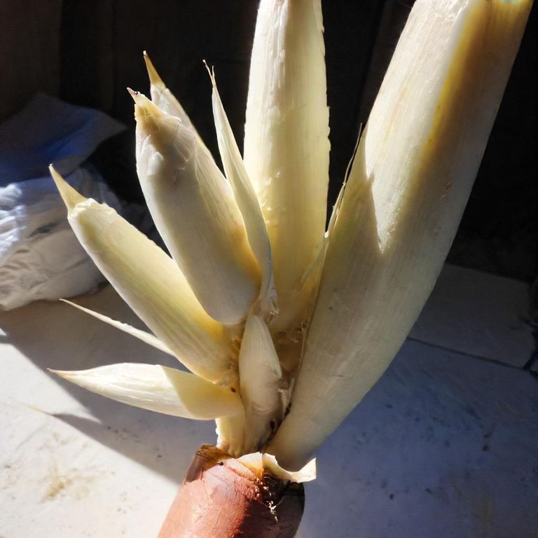 Yucca cooked